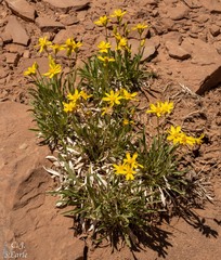 Stenotus armerioides