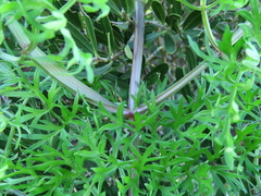 Annesorhiza macrocarpa