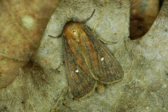 Lenisa geminipuncta