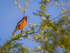 Icterus spurius spurius