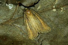 Archanara dissoluta