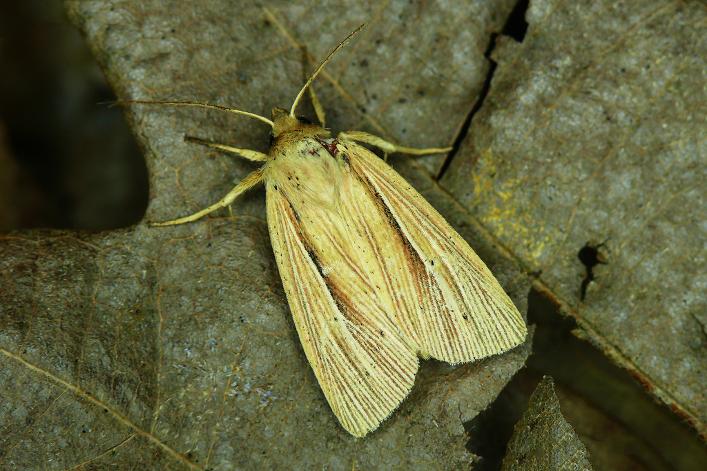 Smoky Wainscot