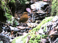 Grallaria saturata