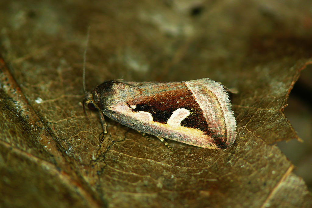 Silver Hook, photo 1 of 10