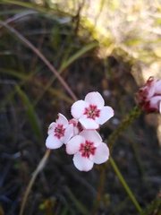 Erica ampullacea