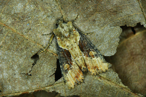 Double-lobed Moth