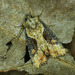 Double-lobed Moth - Photo (c) Michał Brzeziński, some rights reserved (CC BY-NC), uploaded by Michał Brzeziński