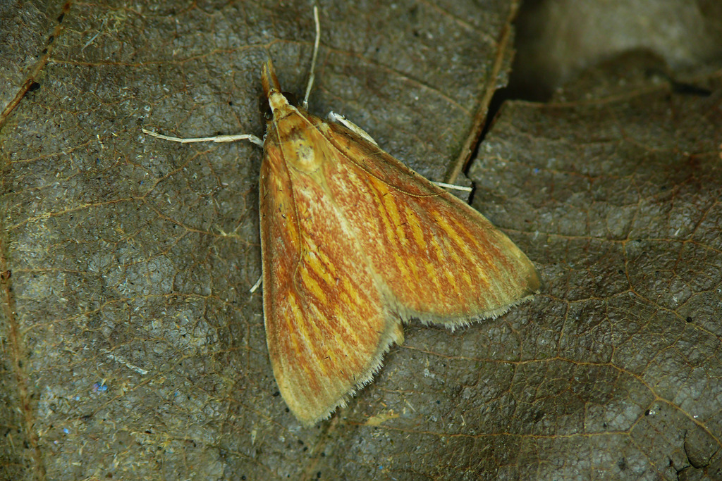 Orange-rayed Pearl