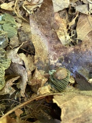 Ventridens intertextus