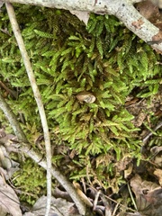 Ventridens intertextus