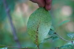 Corythucha associata