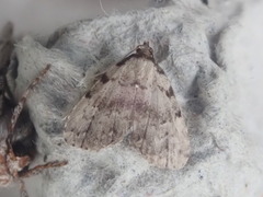 Dyspyralis puncticosta