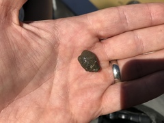 Molgula manhattensis