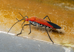 Leptocoris abdominalis