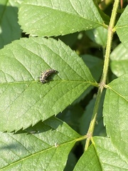 Adalia bipunctata