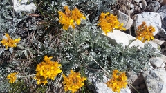 Jacobaea incana