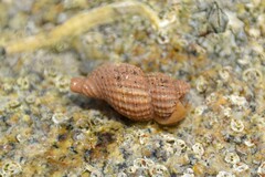 Raphitoma purpurea