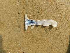 Malleus albus