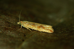 Bactra lancealana