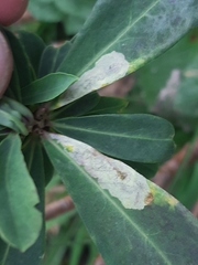 Liriomyza approximata