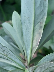 Liriomyza approximata