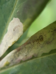 Liriomyza approximata