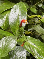 Centropogon granulosus