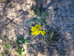 Gymnodiscus capillaris