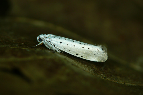 Yponomeuta padella Linnaeus, 1758