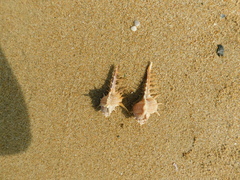 Muricoidea