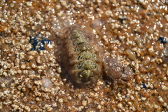 Acanthochitona fascicularis