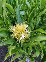 Justicia croceochlamys