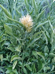 Justicia croceochlamys