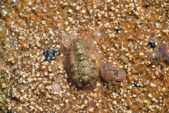 Acanthochitona fascicularis