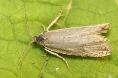 Bactra lancealana
