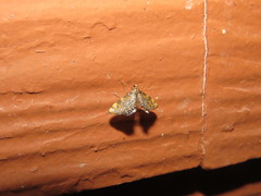 Nymphicula