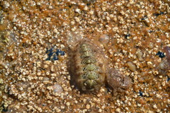 Acanthochitona fascicularis