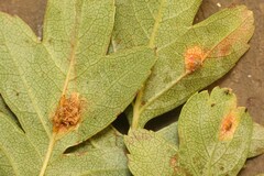 Gymnosporangium confusum