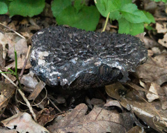 Strobilomyces confusus