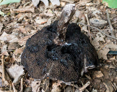 Strobilomyces confusus