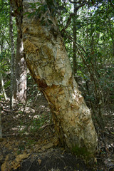 Melaleuca dealbata