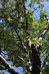 Melaleuca dealbata