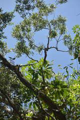 Melaleuca dealbata