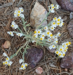 Rhodanthe microglossa