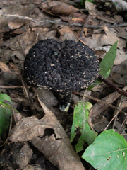 Strobilomyces confusus