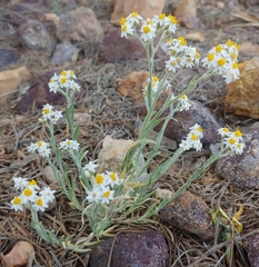 Rhodanthe microglossa