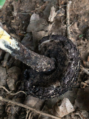 Strobilomyces confusus