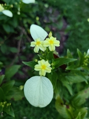 Mussaendeae
