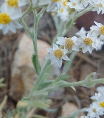 Rhodanthe microglossa