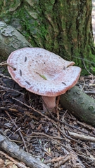 Lactarius subpurpureus